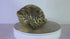 Brass Conch Shell | Pooja Shankh With Lord Vishnu 1634g